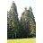 Óriás mamutfenyő (Sequoiadendron giganteum) természetes erdei környezetben, Szlovenia parkjában