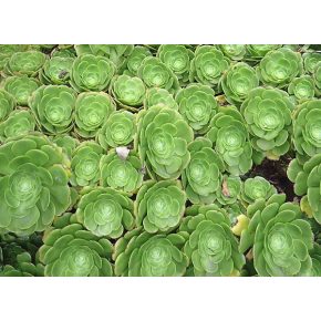   Aeonium arboreum - Fatermetű kövirózsacserje - 5db mag/csomag