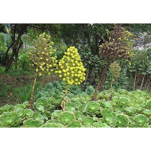 Aeonium arboreum - Fatermetű kövirózsacserje - 5db mag/csomag