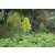 Aeonium arboreum - Fatermetű kövirózsacserje - 5db mag/csomag