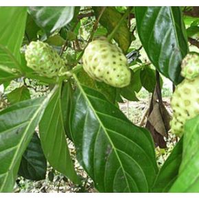 Morinda citrifolia - Noni - 5db mag/csomag