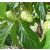 Morinda citrifolia - Noni - 5db mag/csomag