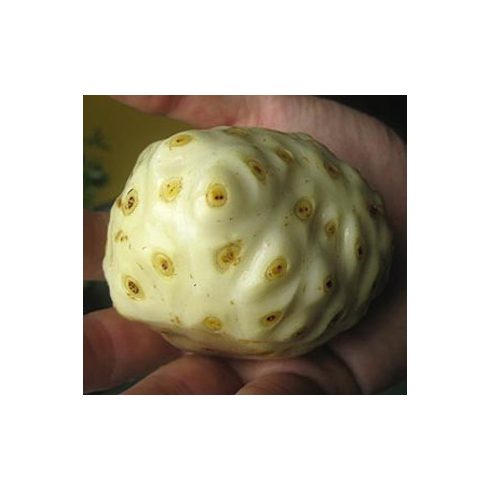 Morinda citrifolia - Noni - 5db mag/csomag
