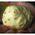 Morinda citrifolia - Noni - 5db mag/csomag