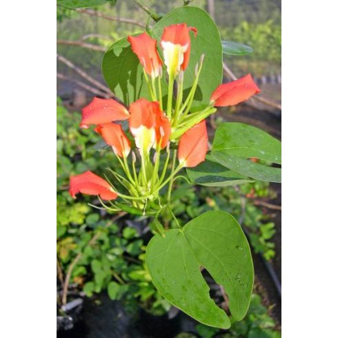Bauhinia madagascariensis - 3db mag/csomag