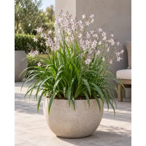 Arthropodium milleflorum cserépben tartva modern teraszon, légies világos virágzattal