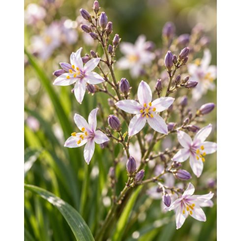 Arthropodium milleflorum halvány vanílialiliom virágainak közeli képe, rózsaszínes-fehér szirmokkal