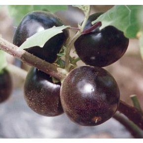 Solanum lasiocarpum - 5db mag/csomag