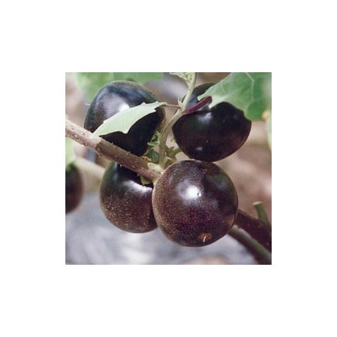 Solanum lasiocarpum - 5db mag/csomag