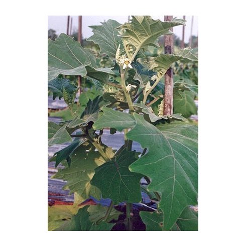 Solanum lasiocarpum - 5db mag/csomag