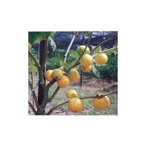 Solanum lasiocarpum - 5db mag/csomag