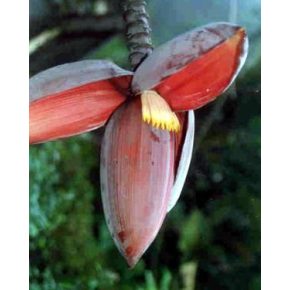 Musa balbisiana - Édes banán - 5db mag/csomag