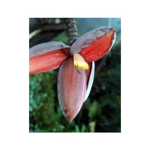 Musa balbisiana - Édes banán - 5db mag/csomag