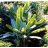   Musa balbisiana var. balbisiana  Sweet Banana - 5pcs seeds/packet - goldenpalm.hu