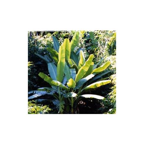 Musa balbisiana var. balbisiana  Sweet Banana - 5pcs seeds/packet - goldenpalm.hu