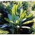 Musa balbisiana var. balbisiana  Sweet Banana - 5pcs seeds/packet - goldenpalm.hu