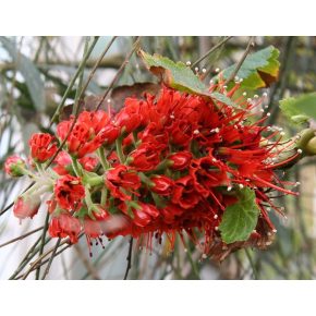 Greyia sutherlandii - Natali kefecserje - 5db mag/csomag