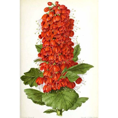 Greyia sutherlandii - Natali kefecserje - 5db mag/csomag