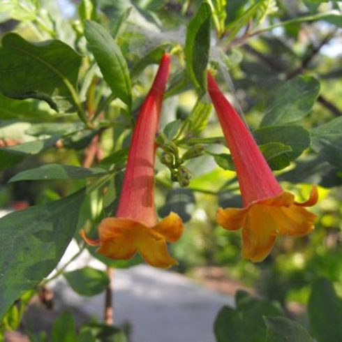 Tecoma fulva subsp. garrocha - Narancs trombitacserje - 5db mag/csomag