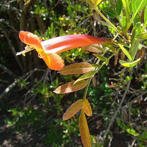 Tecoma fulva subsp. garrocha - Narancs trombitacserje - 5db mag/csomag