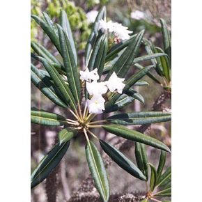 Pachypodium lamerei var. ramosum - 5db mag/csomag