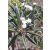 Pachypodium lamerei var. ramosum - 5db mag/csomag