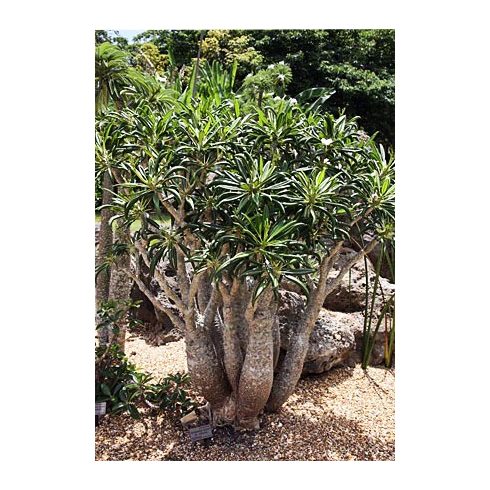Pachypodium lamerei var. ramosum - 5db mag/csomag