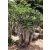 Pachypodium lamerei var. ramosum - 5db mag/csomag