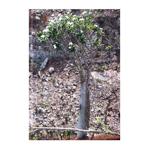 Pachypodium lamerei var. ramosum - 5db mag/csomag