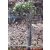 Pachypodium lamerei var. ramosum - 5db mag/csomag
