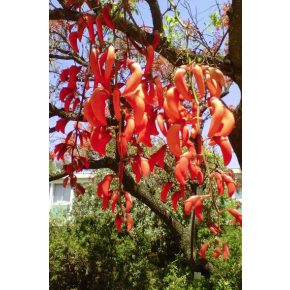 Erythrina falcata - Brazil korallfa - 5db mag/csomag 