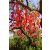 Erythrina falcata - Brazil korallfa - 5db mag/csomag 