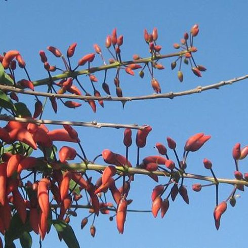 Erythrina falcata - Brazil korallfa - 5db mag/csomag 