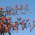 Erythrina falcata - Brazil korallfa - 5db mag/csomag 