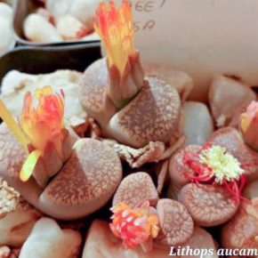   Lithops aucampiae - Postmastburgi kavicsvirág - 3db mag/csomag