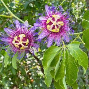 Passiflora cincinnata - 2db mag/csomag 