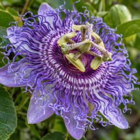 Passiflora cincinnata különleges ibolyalila virága közelről