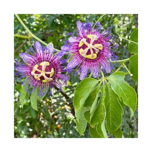 Passiflora cincinnata - 2db mag/csomag 