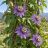 Passiflora cincinnata lila virágokkal futtatva