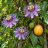 Passiflora cincinnata virágokkal és érő termésekkel