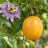 Passiflora cincinnata érett sárga termése és jellegzetes lila virága.