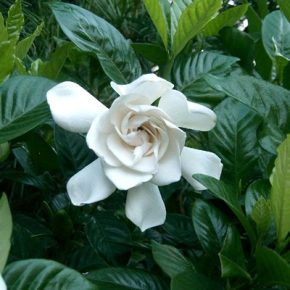   Gardenia jasminoides - Illatos, nagyvirágú gardenia - 5db mag/csomag