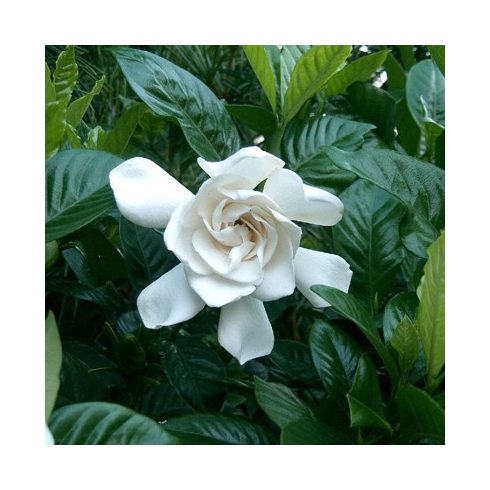 Gardenia jasminoides - Illatos, nagyvirágú gardenia - 5db mag/csomag