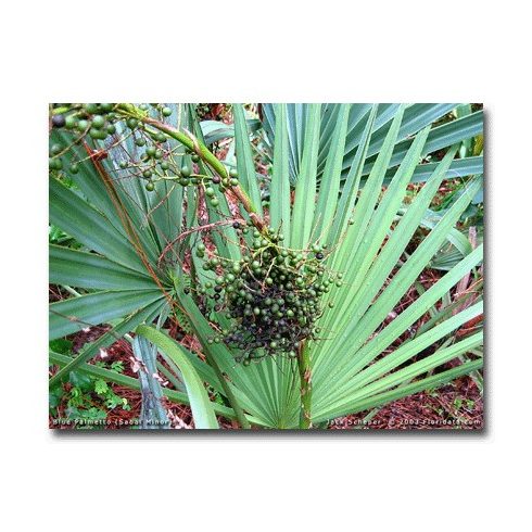 Sabal minor - Törpe palmetto - 5db mag/csomag 