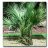 Sabal minor - Törpe palmetto - 5db mag/csomag 