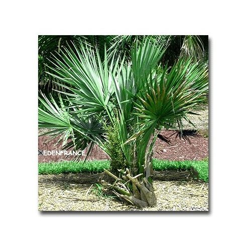 Sabal minor - Törpe palmetto - 5db mag/csomag 