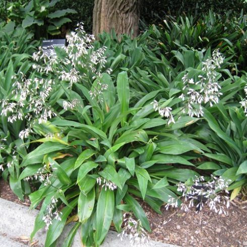 Arthropodium cirrhatum - Új-Zélandi-liliom - 5db mag/csomag