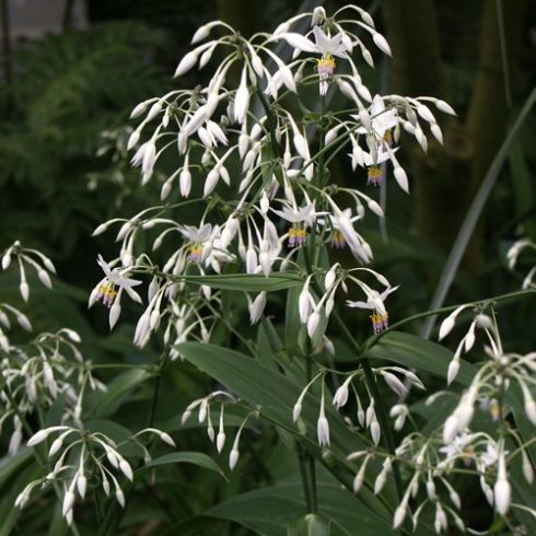 Arthropodium cirrhatum - Új-Zélandi-liliom - 5db mag/csomag