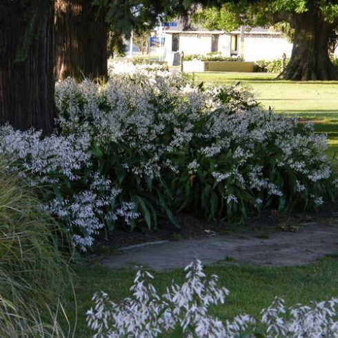 Arthropodium cirrhatum - Új-Zélandi-liliom - 5db mag/csomag