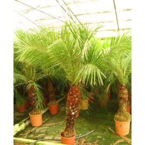 Phoenix roebelenii - Törpe datolyapálma - 5db mag/csomag 